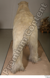 Polar bear whole body 0008.jpg